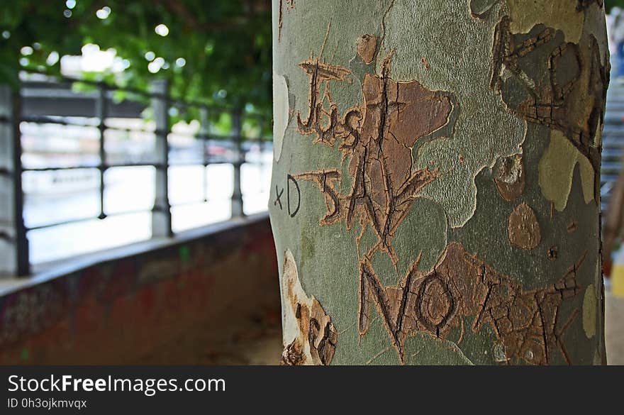 Just Say No Print on Green Branch of a Tree