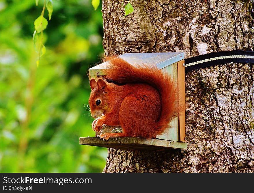 Brown Squirrel on Gray Wooden House on Tree