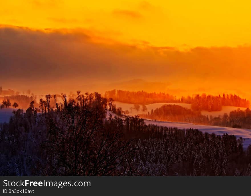 Bird&#x27;s Eye View of Trees during Sunset