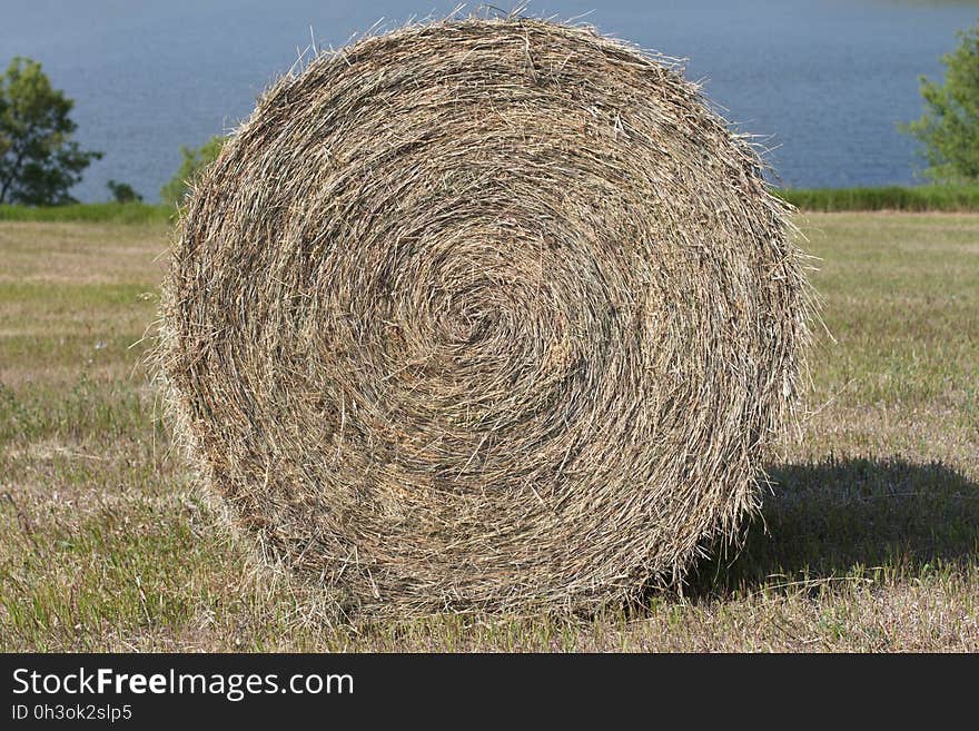 Hay!