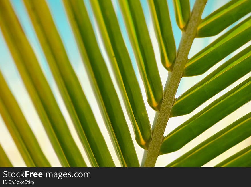 Green Palm Tree