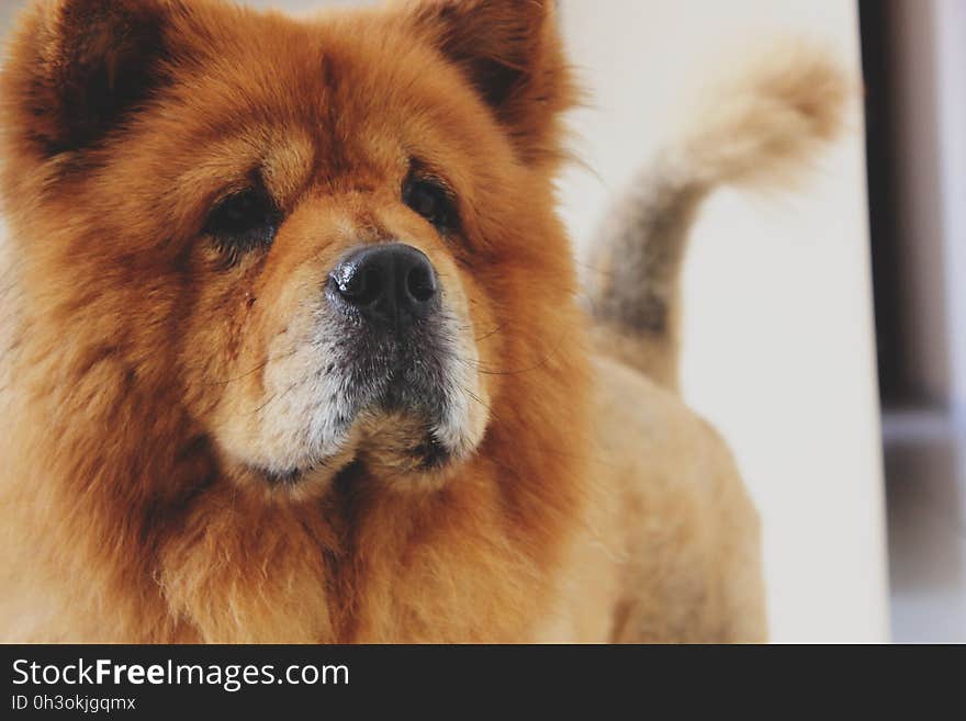 Brown Chow Chow