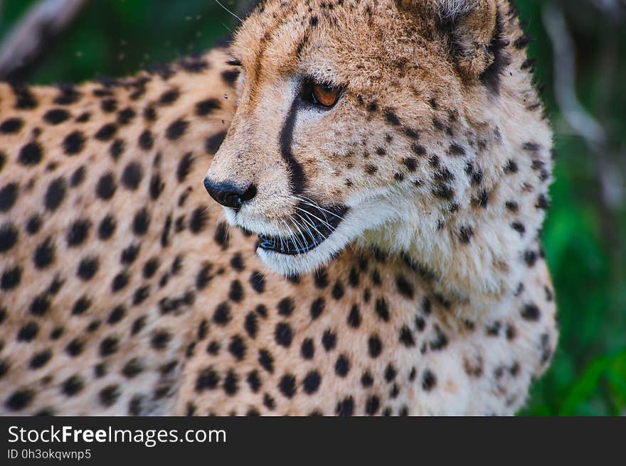 Cheetah