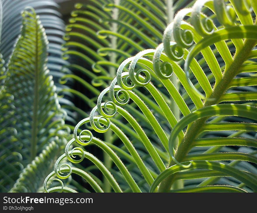 Green Curly Plant