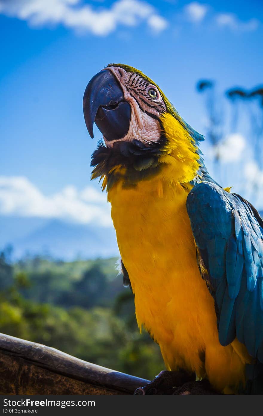 Yellow Blue and White Parrot at Daytime