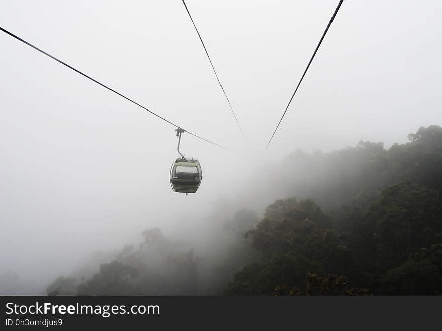 Green Tress on Foggy Weather