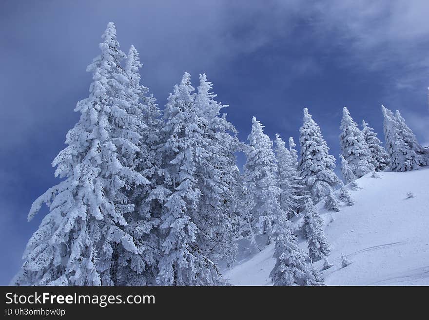 Pine Tree Covered With Snow during Daytime