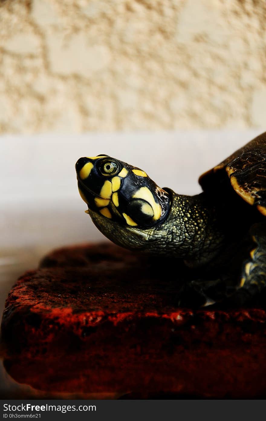 Black and Yellow Turtle on Red Rock