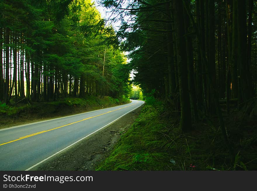 Asphalt Road Between Green Trees