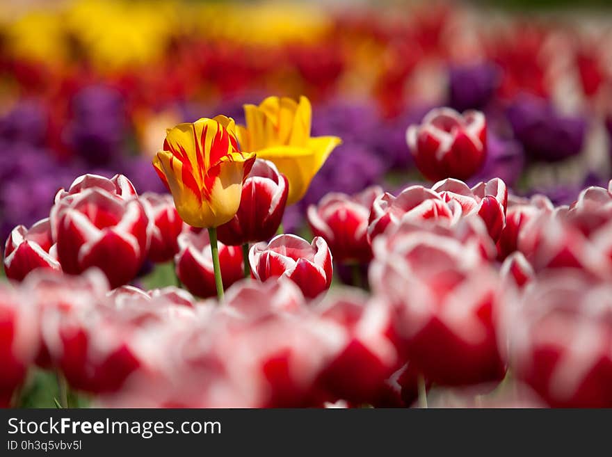 Assorted Color of Flowers during Daytime