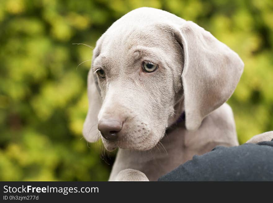 Tilt Shift Lens Photography of a Dog