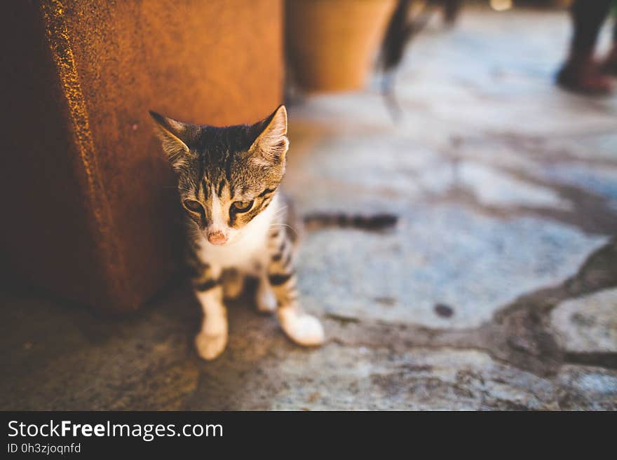 Gray Tabby Sitting on the Floor