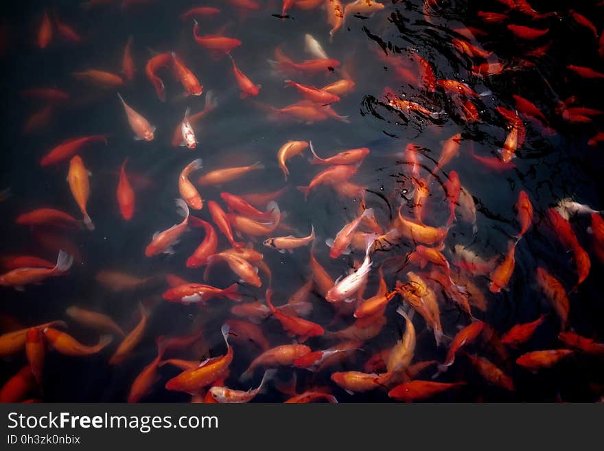 Red and Orange Koi in Water