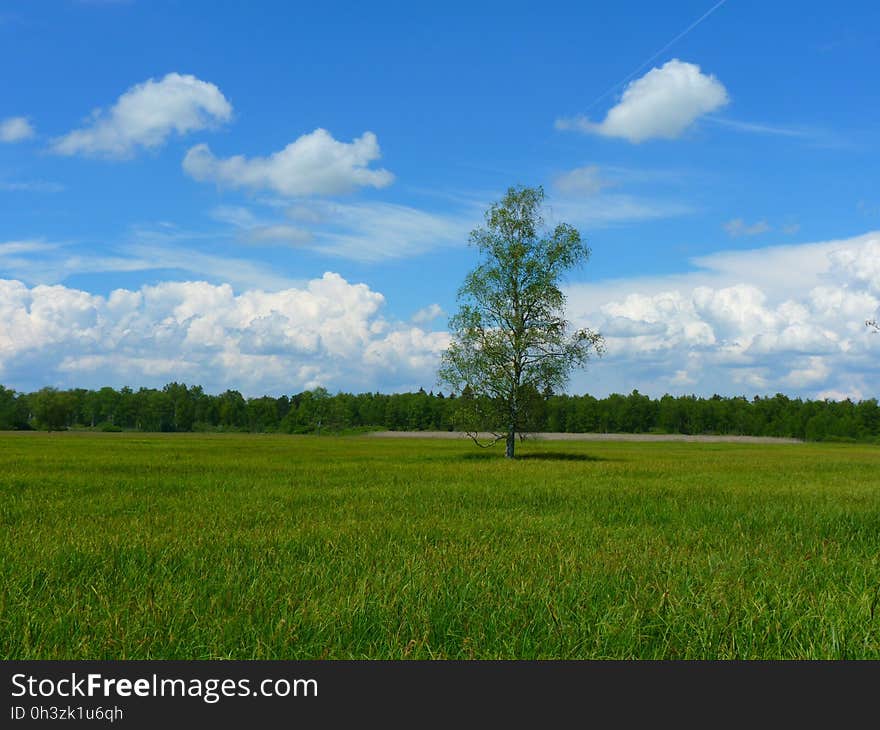 Green Field of Grasses Green Tree in Between