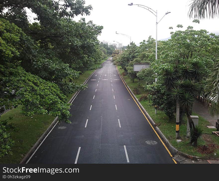 Plant, Sky, Street light, Infrastructure, Tree, Road surface