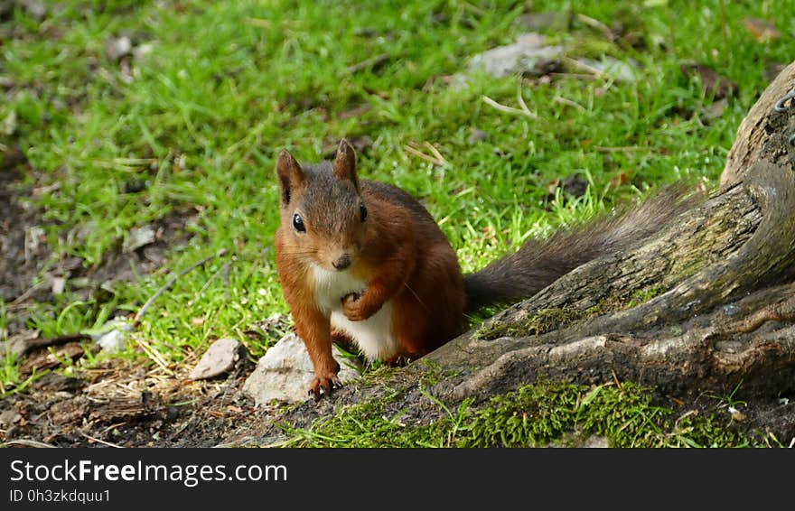 Disney Squirrel