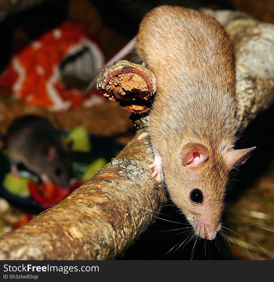 Brown Hamster on a Tree Branch