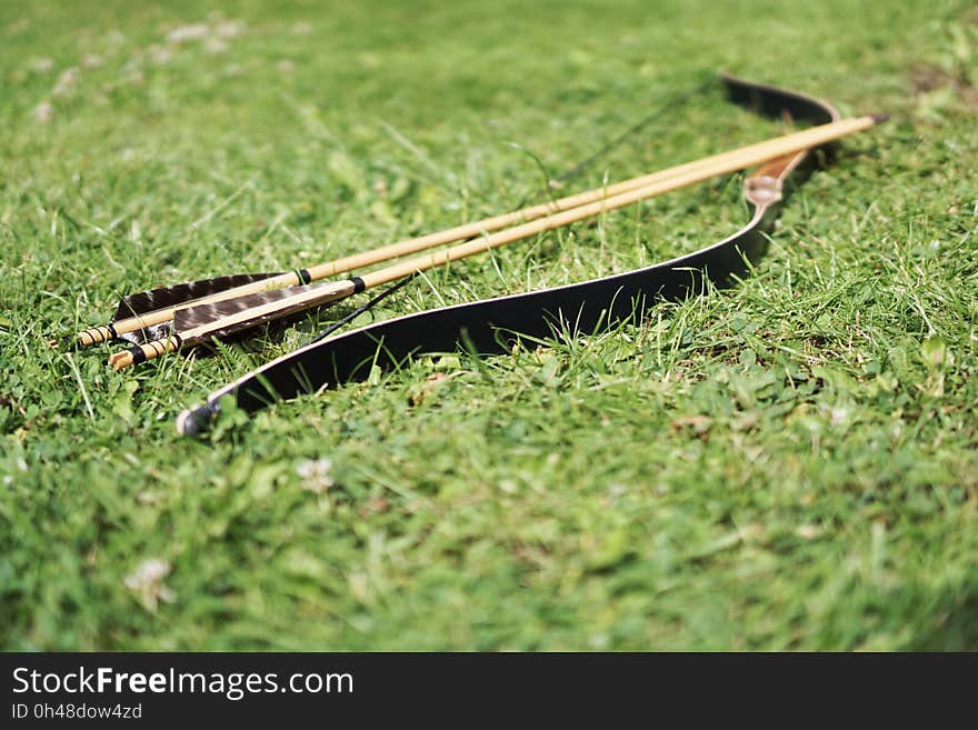 Black and Brown Bow on Grass Field during Daytime