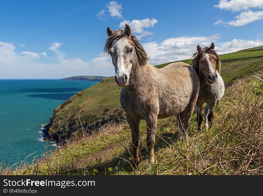 2 Brown and White Horse on Grass Field Hill