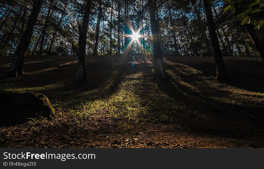 Sunlight Piercing Through the Trees during Daytime