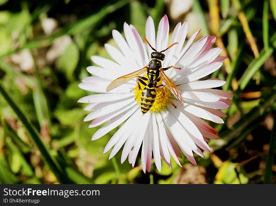 Close-up of Bee Pollinating on Fresh Flower