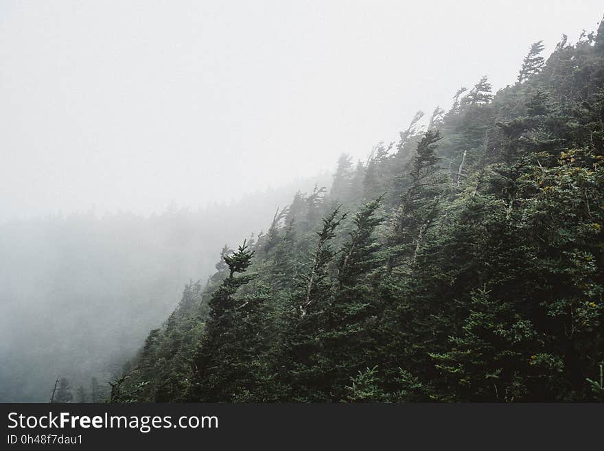 Green Tree during Foggy Morning