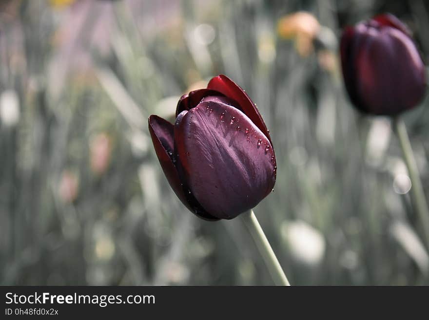 Maroon Petaled Flower