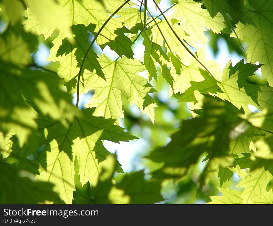 Leaf, Tree, Branch, Maple Tree