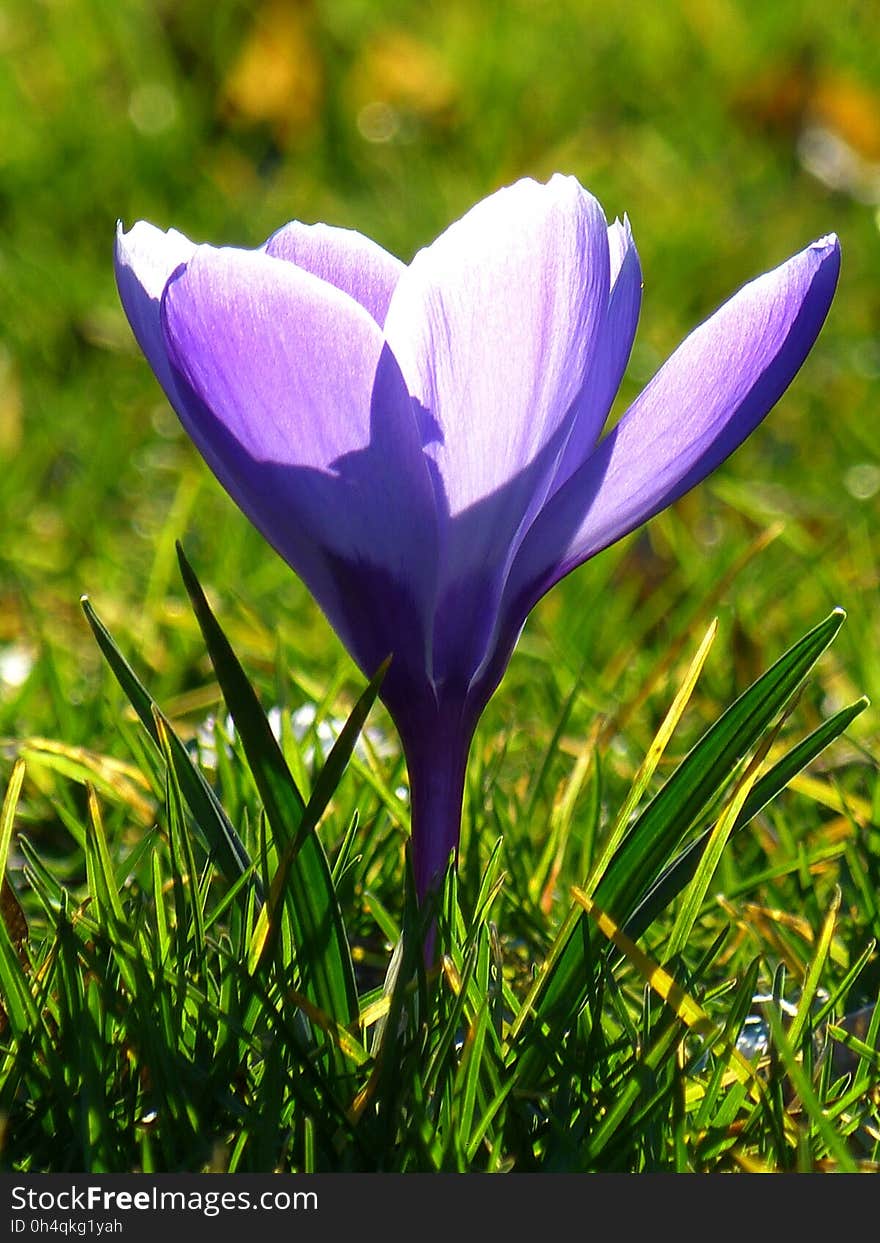 Flower, Crocus, Plant, Flowering Plant