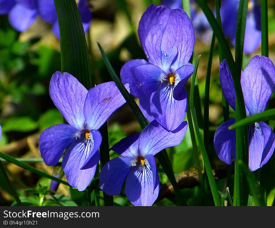 Flower, Blue, Flora, Plant