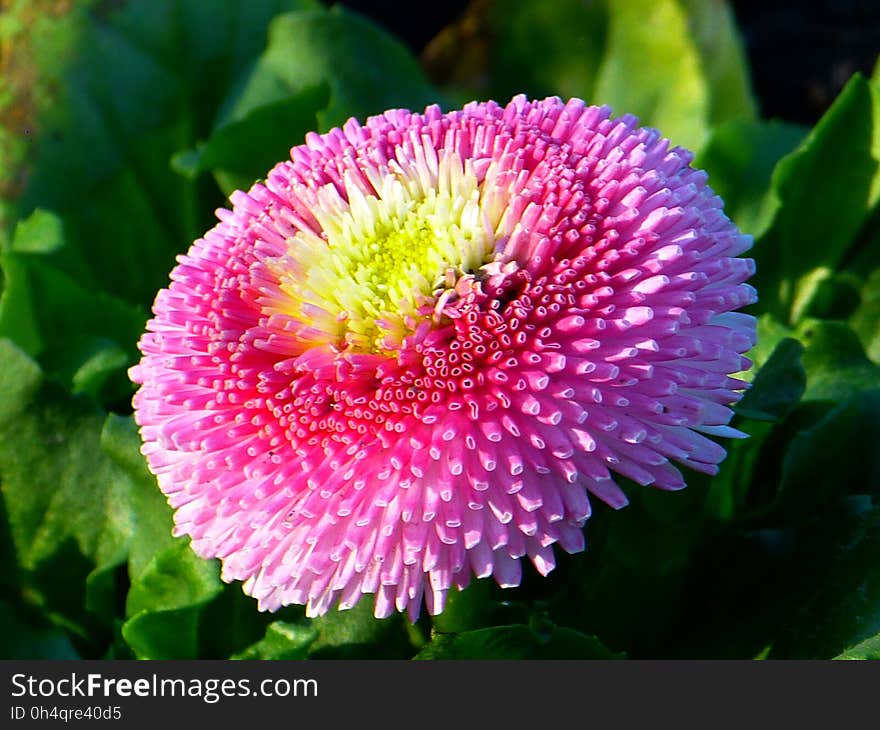 Flower, Plant, Annual Plant, Daisy