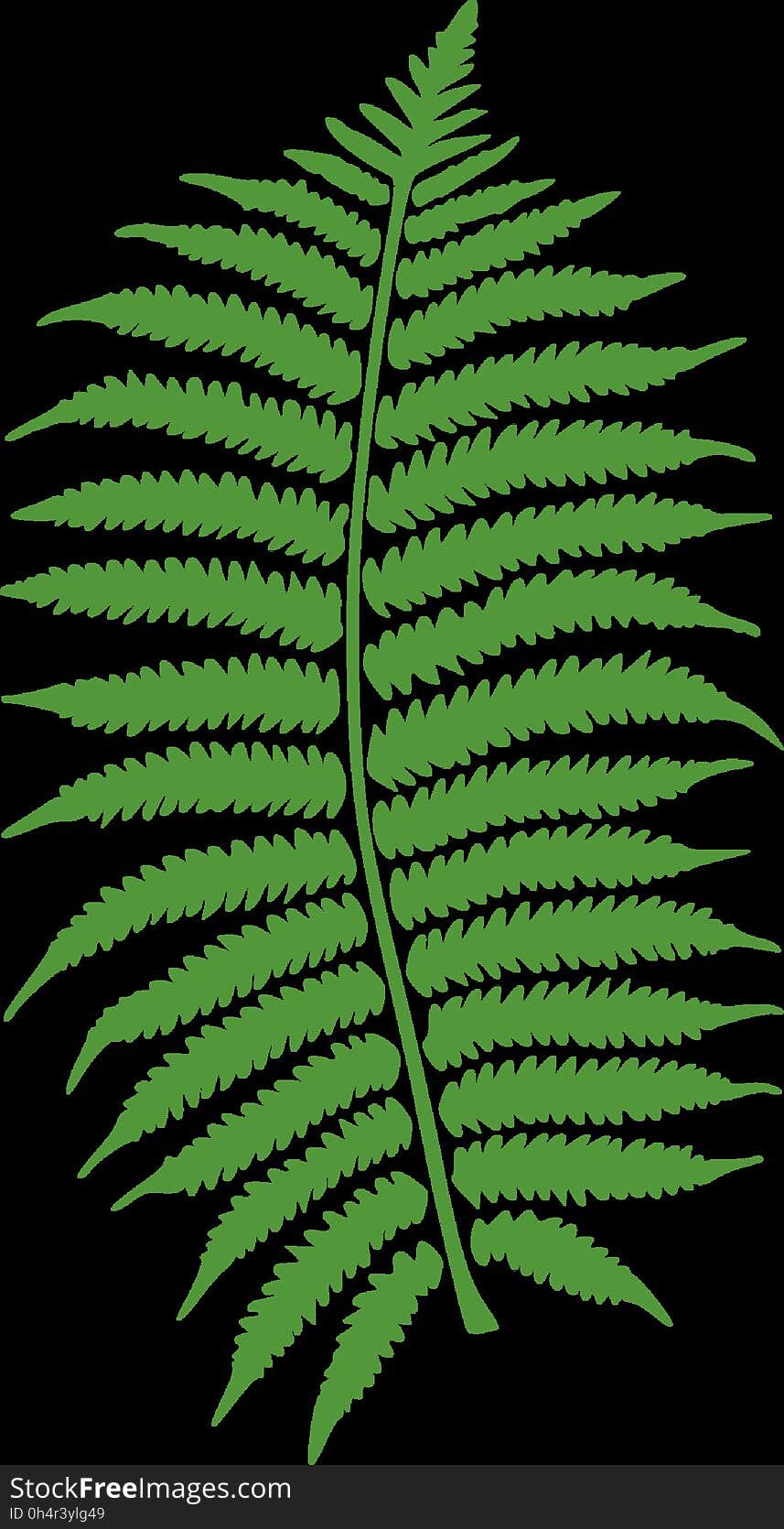 Plant, Green, Leaf, Fern