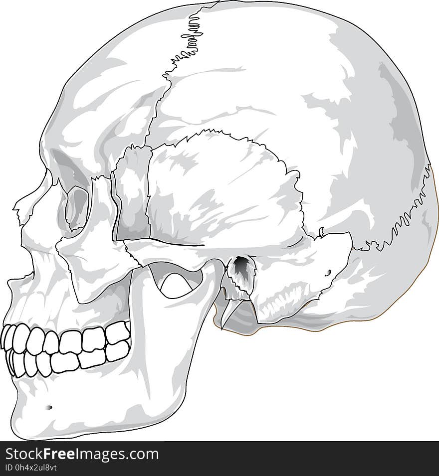 Face, Bone, Line Art, Nose