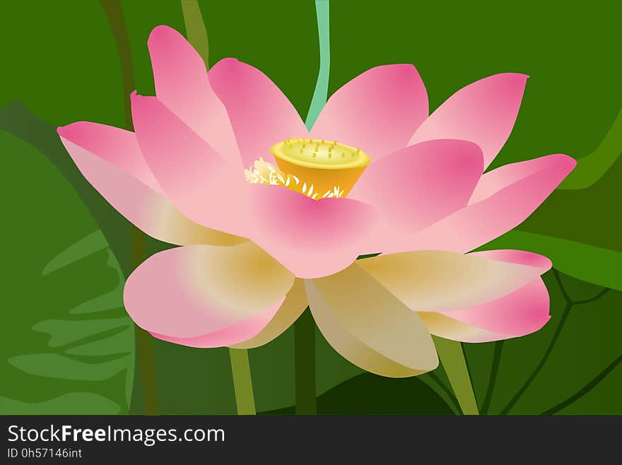 Flower, Lotus, Sacred Lotus, Aquatic Plant