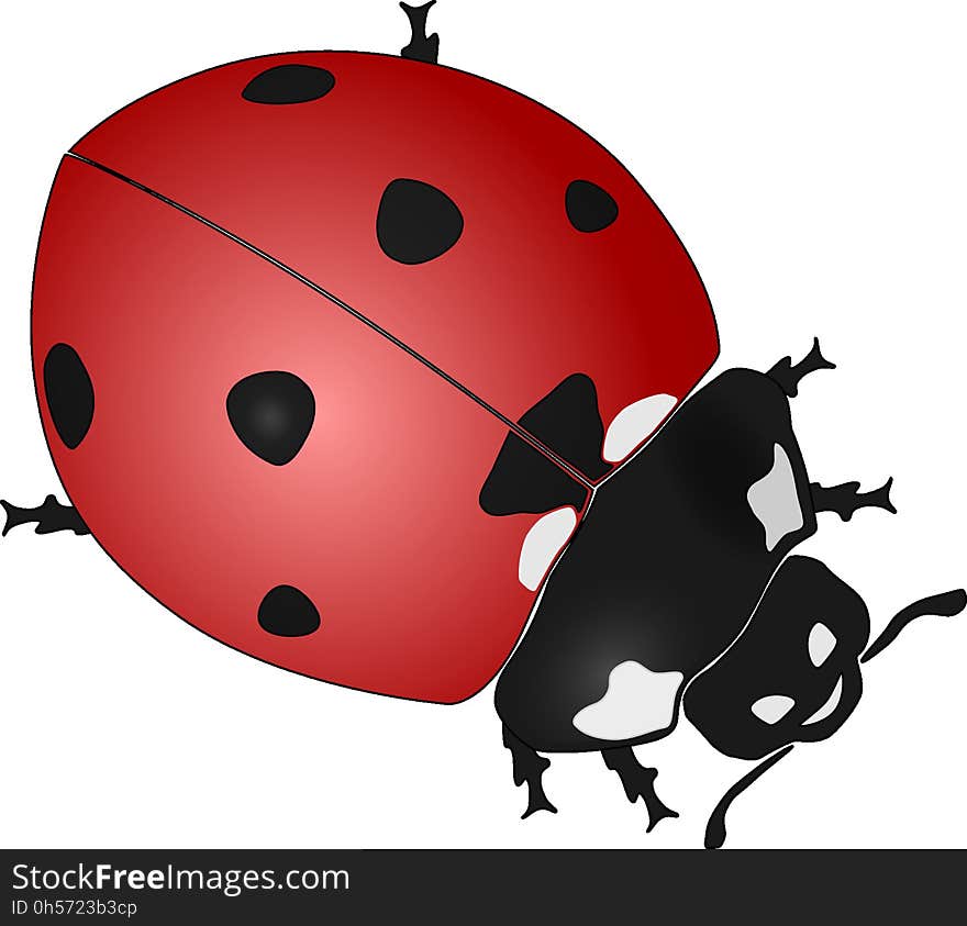 Red, Ladybird, Insect, Invertebrate