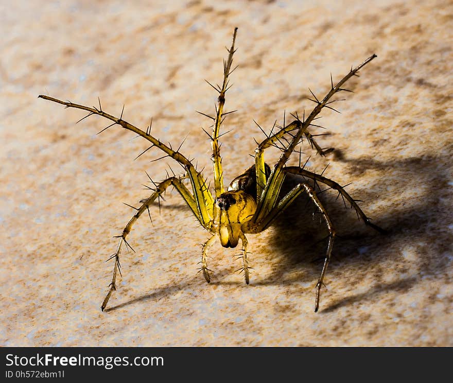 Insect, Invertebrate, Fauna, Macro Photography