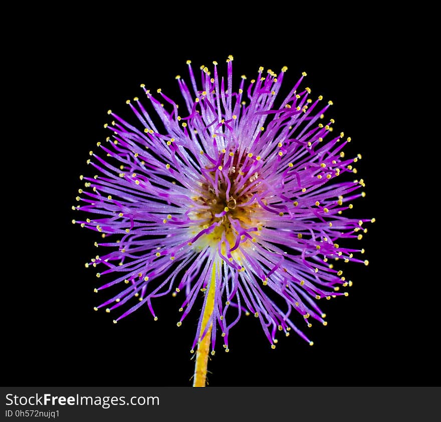 Flower, Purple, Violet, Silybum