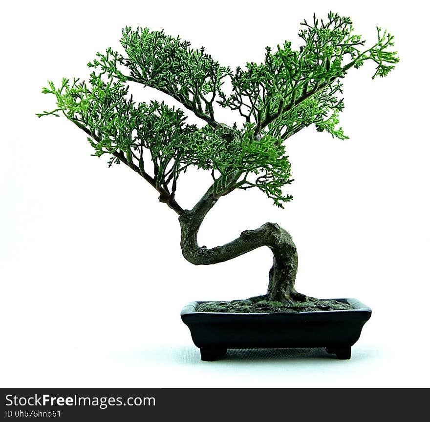 Plant, Bonsai, Tree, Sageretia Theezans