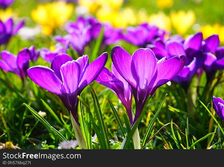 Flower, Crocus, Plant, Flowering Plant