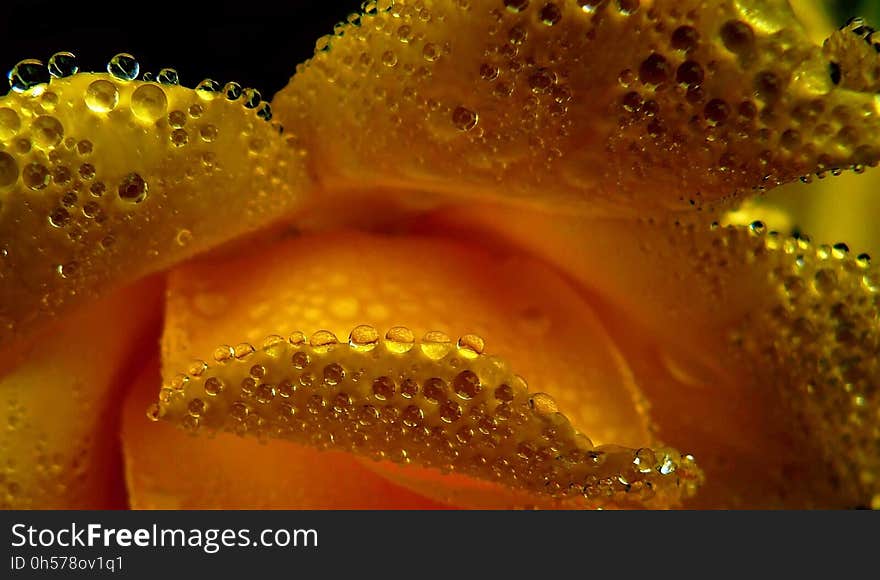 Yellow, Dew, Macro Photography, Water