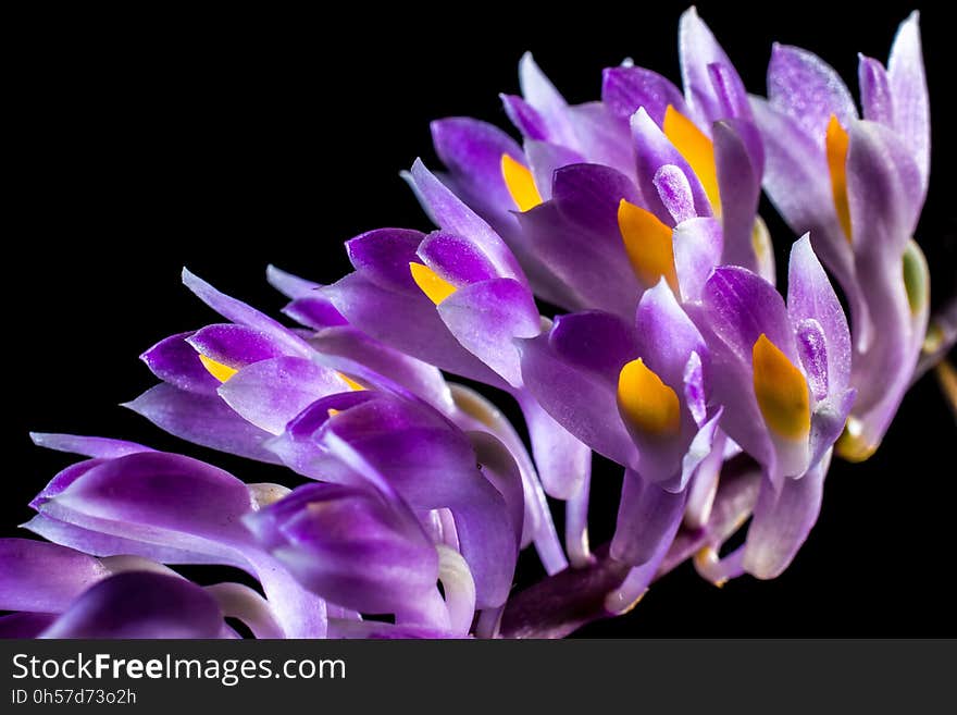 Flower, Violet, Purple, Flowering Plant