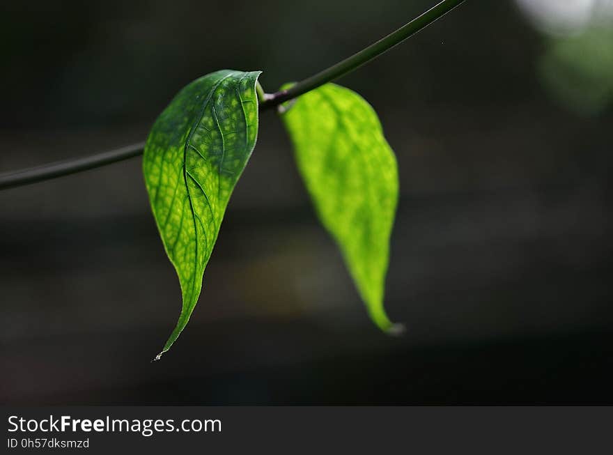 Leaf, Green, Water, Close Up