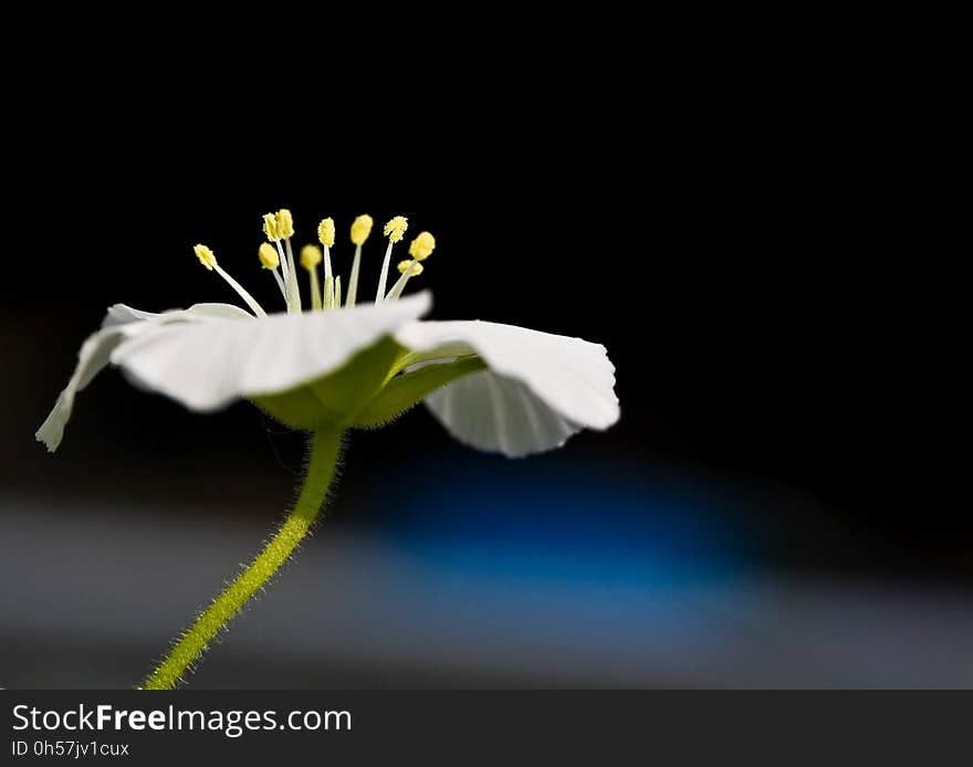 Flower, Flora, Close Up, Plant