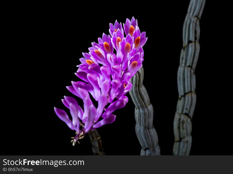 Flower, Violet, Plant, Purple