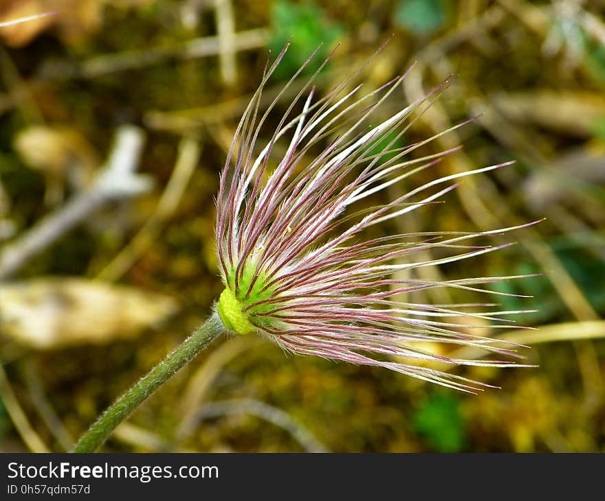 Flora, Plant, Close Up, Grass Family