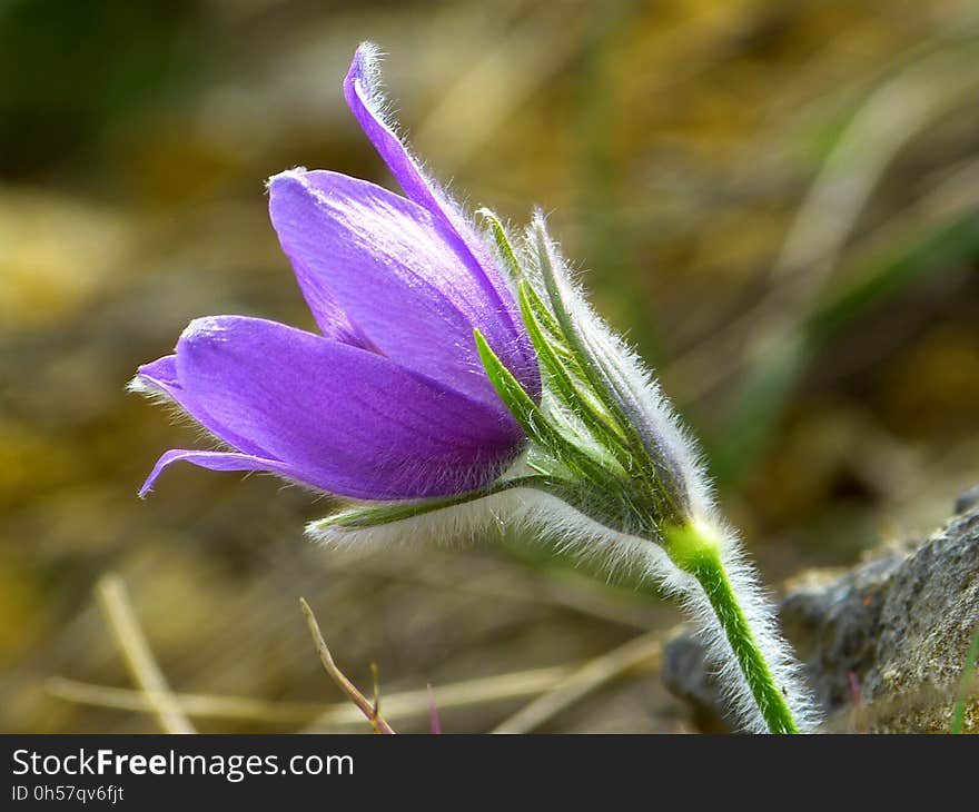 Flower, Flora, Plant, Purple