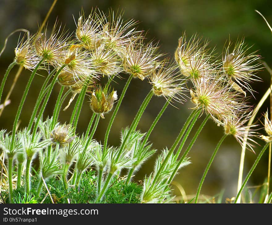 Plant, Vegetation, Flora, Grass Family