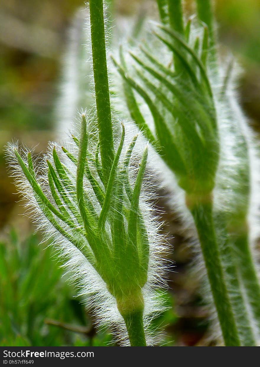 Plant, Leaf, Flora, Plant Stem