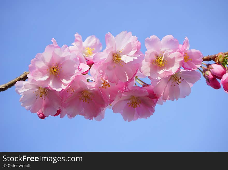 Flower, Blossom, Pink, Cherry Blossom