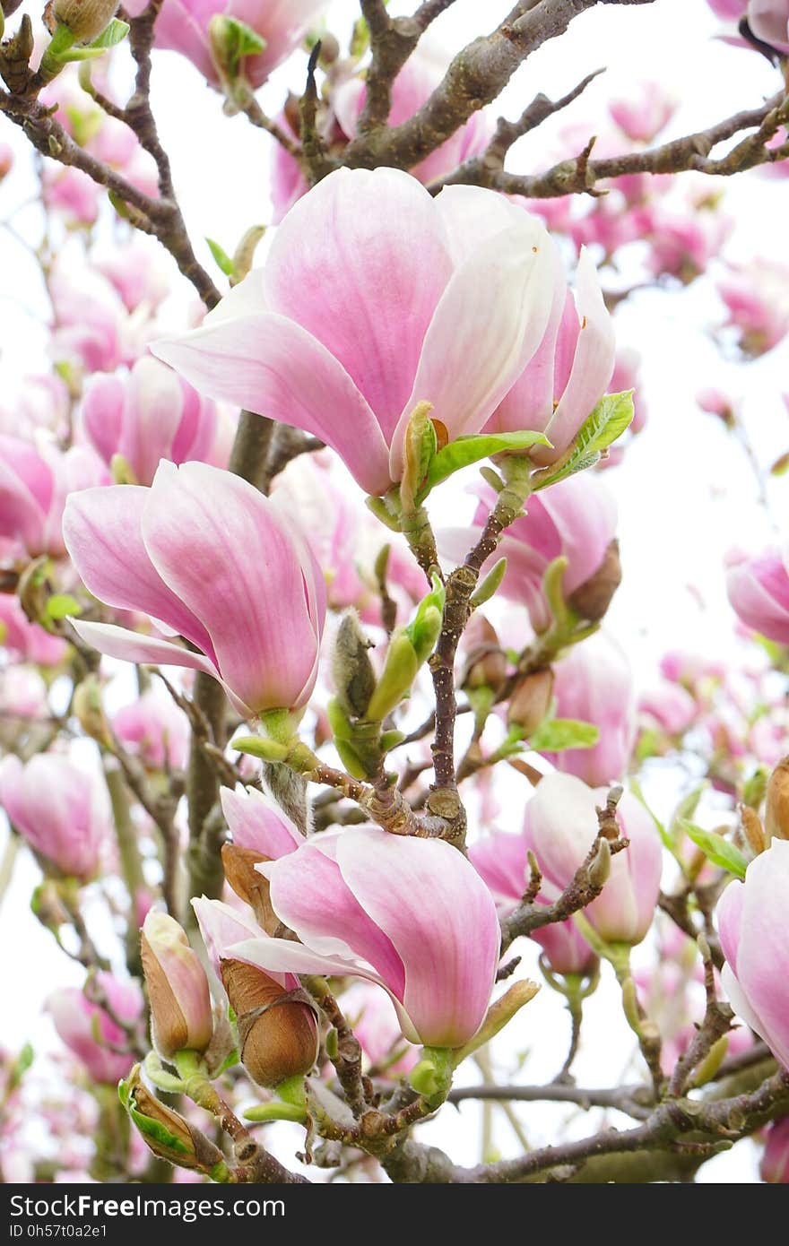 Flower, Plant, Flowering Plant, Pink